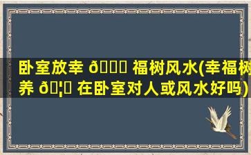 卧室放幸 🐒 福树风水(幸福树养 🦄 在卧室对人或风水好吗)
